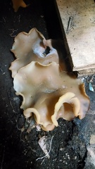 Peziza domiciliana