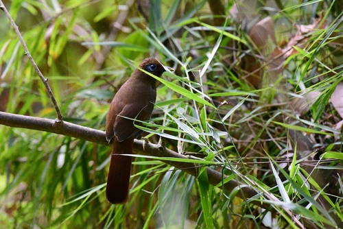 Pterorhinus poecilorhynchus