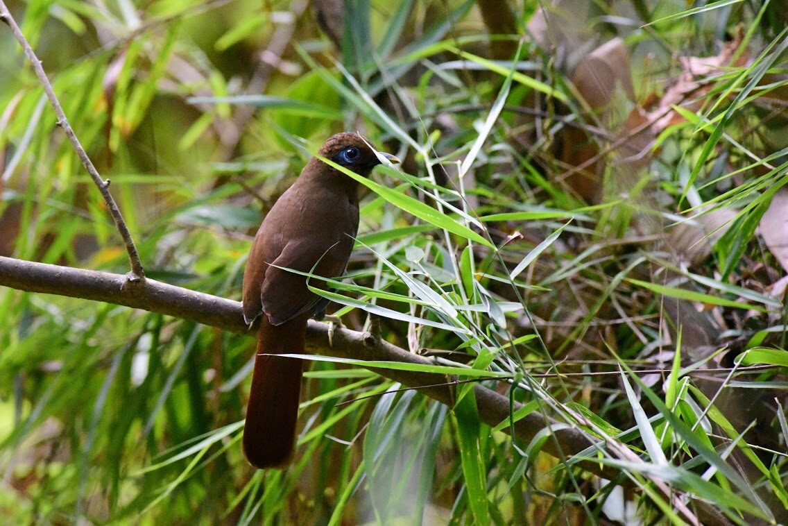Rusty Laughingthrush