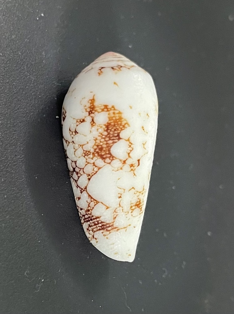 Omaria cone