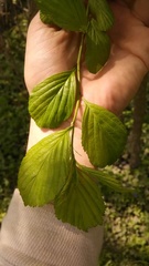 Crataegus succulenta