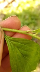 Crataegus succulenta
