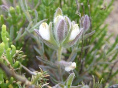 Chloropyron maritimum maritimum