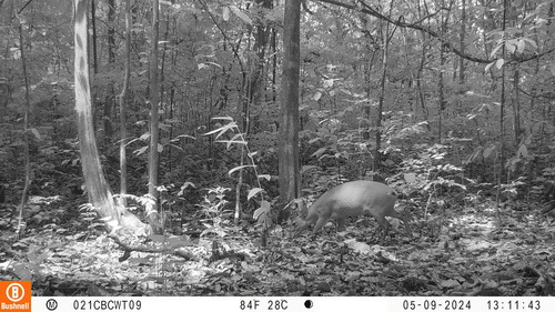 Weyns's Duiker