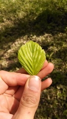 Crataegus succulenta