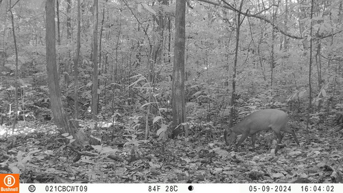 Black-fronted Duiker