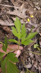 Ranunculus hispidus nitidus