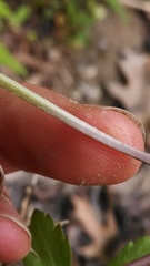 Ranunculus hispidus nitidus