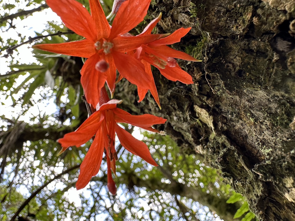 Fuchsia venusta; photograph (c) Nicolás Baresch Uribe, some rights reserved (CC BY)