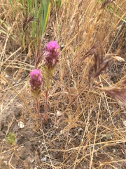 Castilleja exserta