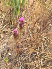 Castilleja exserta