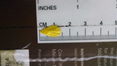 Ranunculus hispidus nitidus