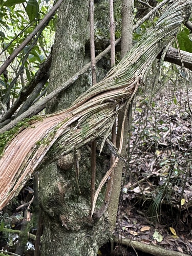 Clematis haenkeana, photograph 5