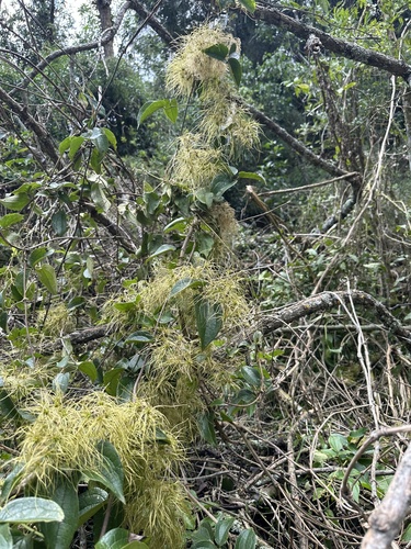 Clematis haenkeana, photograph 6