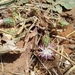 Centaurea phaeolepis - Photo (c) Saidi Boubakr, algunos derechos reservados (CC BY-NC), subido por Saidi Boubakr