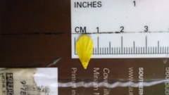 Ranunculus hispidus nitidus