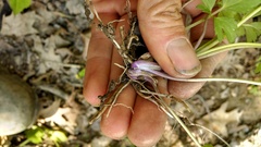 Ranunculus hispidus nitidus