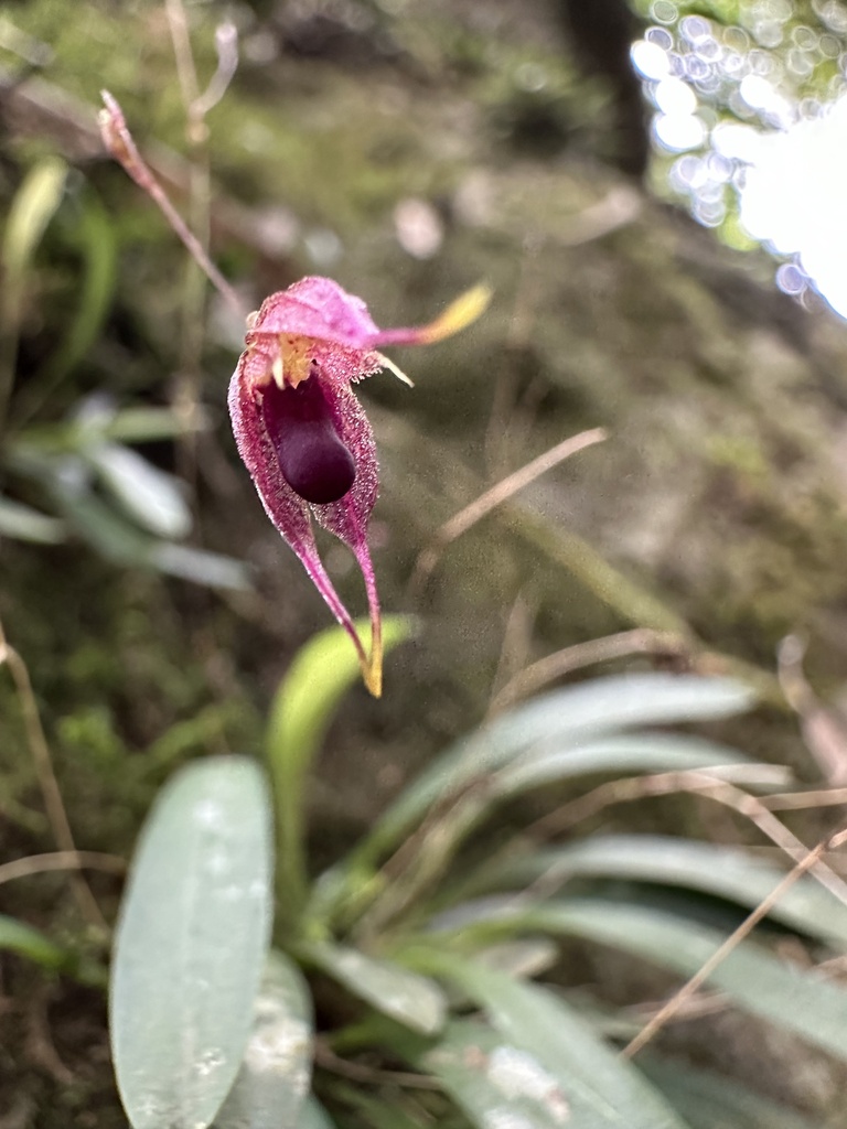 Andreettaea tsubotae