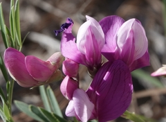 Lathyrus polymorphus