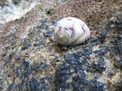 Nerita peloronta