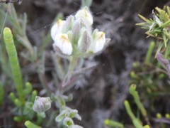 Chloropyron maritimum maritimum