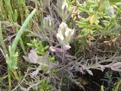 Chloropyron maritimum maritimum