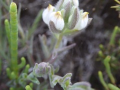 Chloropyron maritimum maritimum