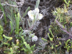 Chloropyron maritimum maritimum