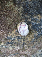 Nerita peloronta