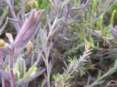 Chloropyron maritimum maritimum