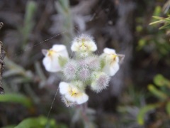 Chloropyron maritimum maritimum