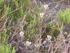 Chloropyron maritimum maritimum