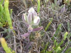 Chloropyron maritimum maritimum
