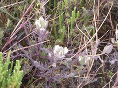 Chloropyron maritimum maritimum