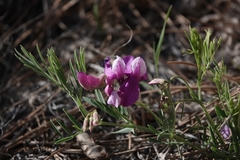 Lathyrus polymorphus