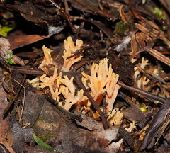 Ramaria anziana