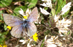 Icaricia icarioides parapheres