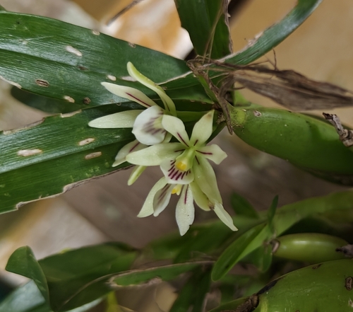 Prosthechea abbreviata observed 2024-05-20