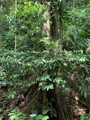 Lacistema aggregatum