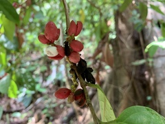 Lacistema aggregatum