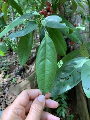 Lacistema aggregatum