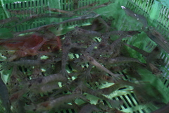 Animalia