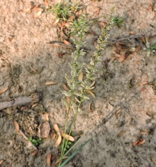 Desmostachya bipinnata