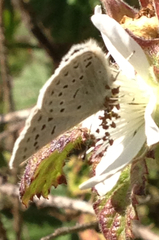 Icaricia icarioides parapheres