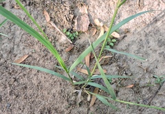 Desmostachya bipinnata