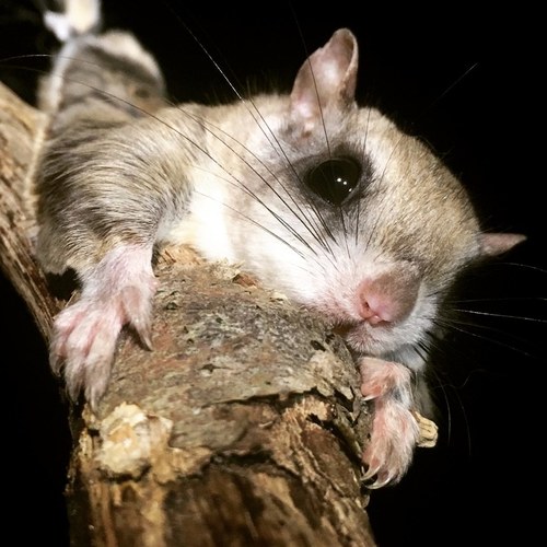 Southern Flying Squirrel (Glaucomys volans), a species recorded in Ohio