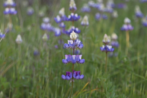 iNaturalist observation photo of Sky Lupine