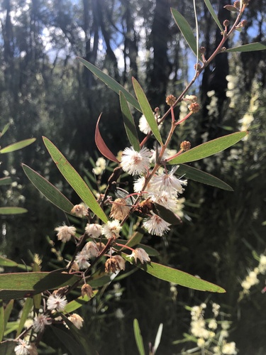 Acacia baeuerlenii (Acacia baeuerlenii)