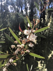 Acacia baeuerlenii (Acacia baeuerlenii)