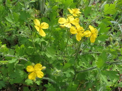 Chelidonium asiaticum